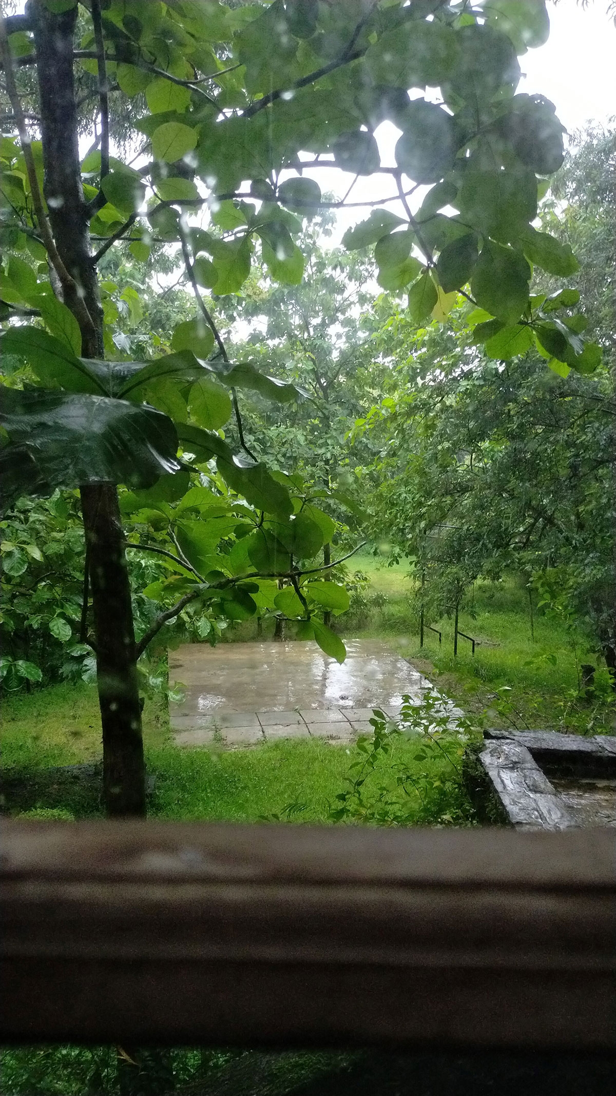A photo taken through a window, looking out into a lush green environment. There are dozens of trees with broad, bright green leaves. It appears to have rained recently, as the ground and vegetation is wet.