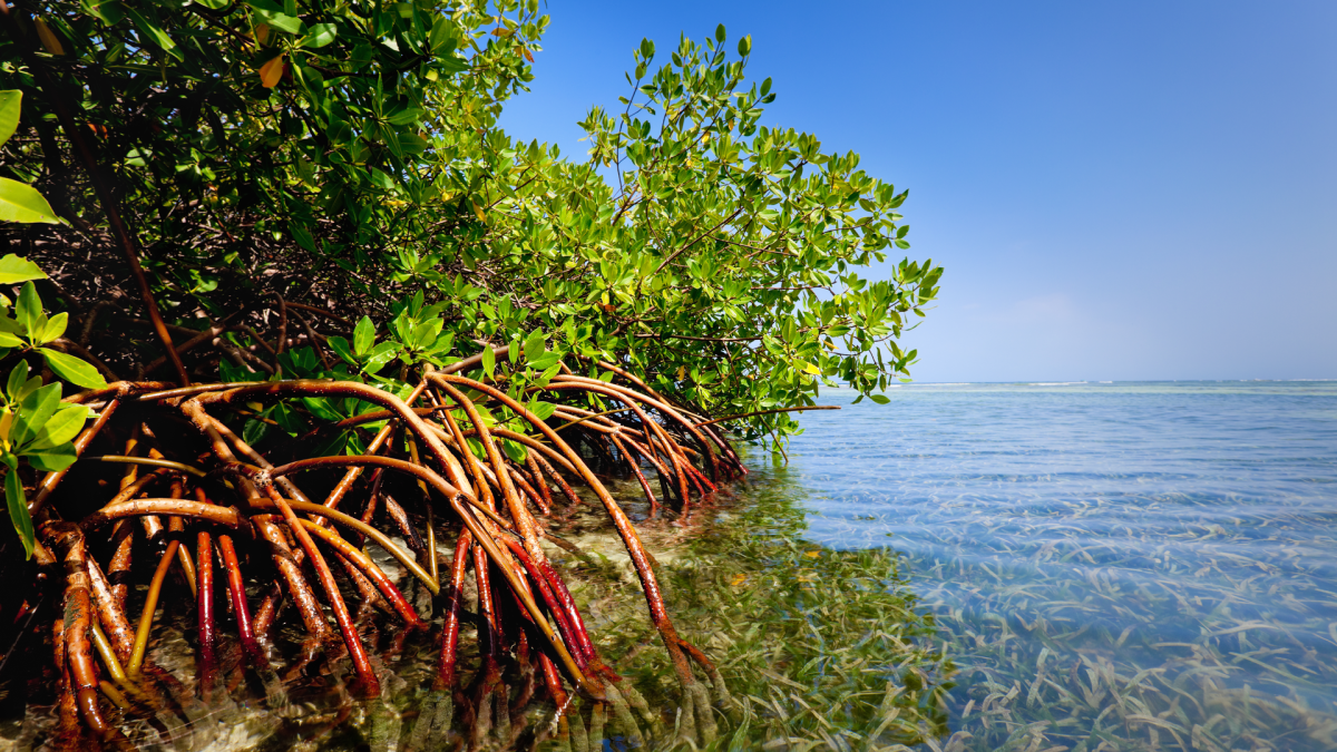 Australia_Nature-based solutions