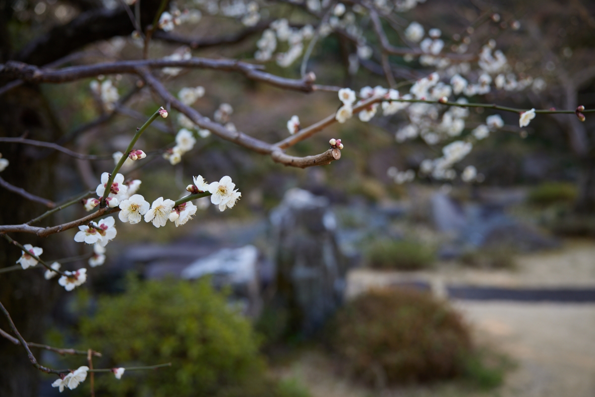 White plum blossom in I-House garden