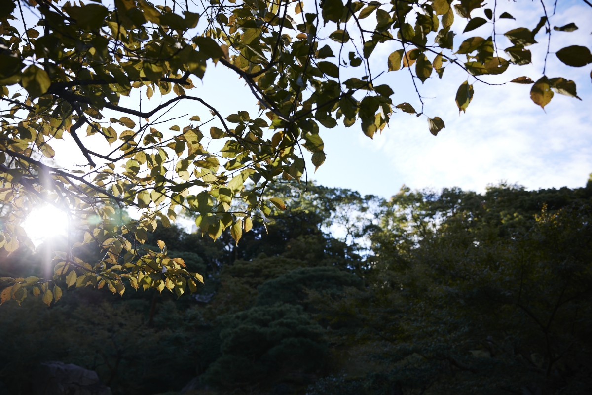 Shining October sun through leaves in I-House garden