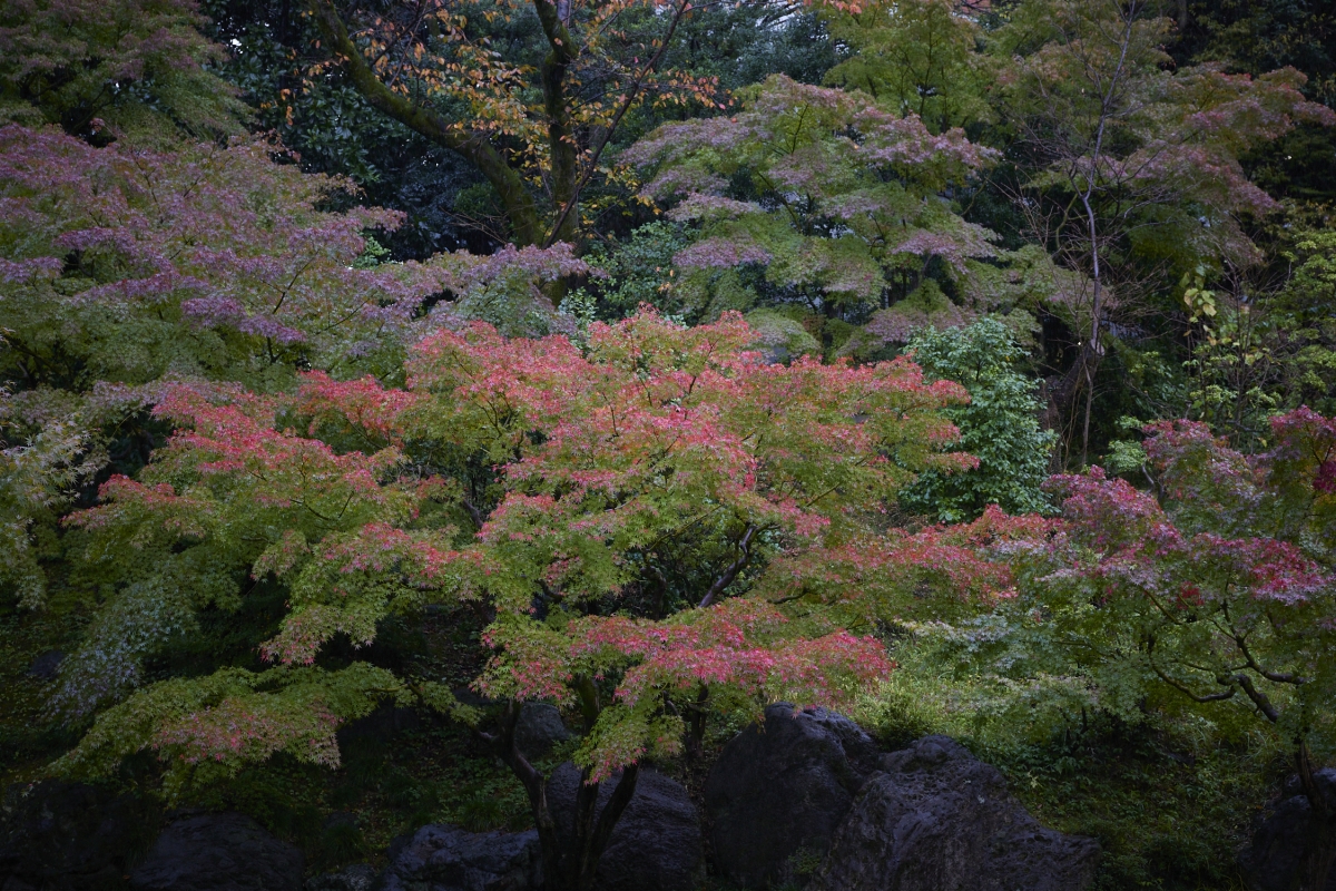 Autumn foliage in the I-House garden