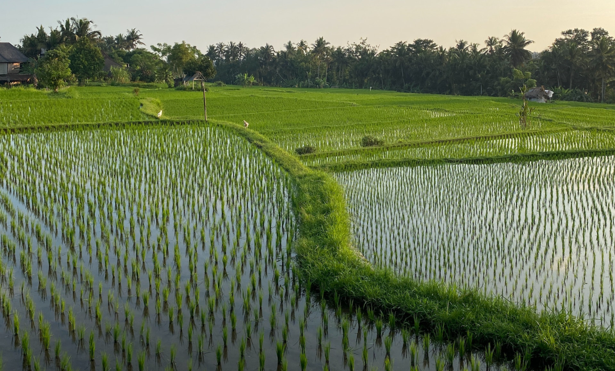 Rice paddy
