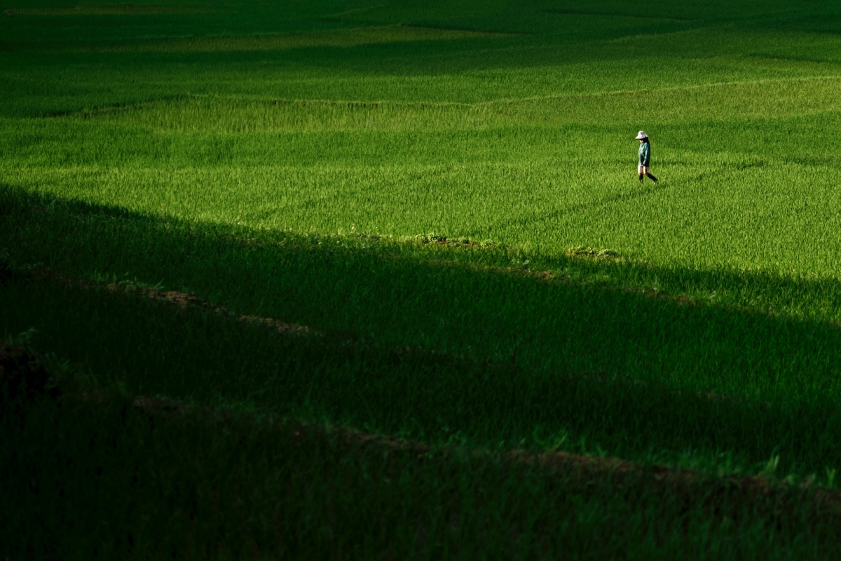 Person walking on rice paddy