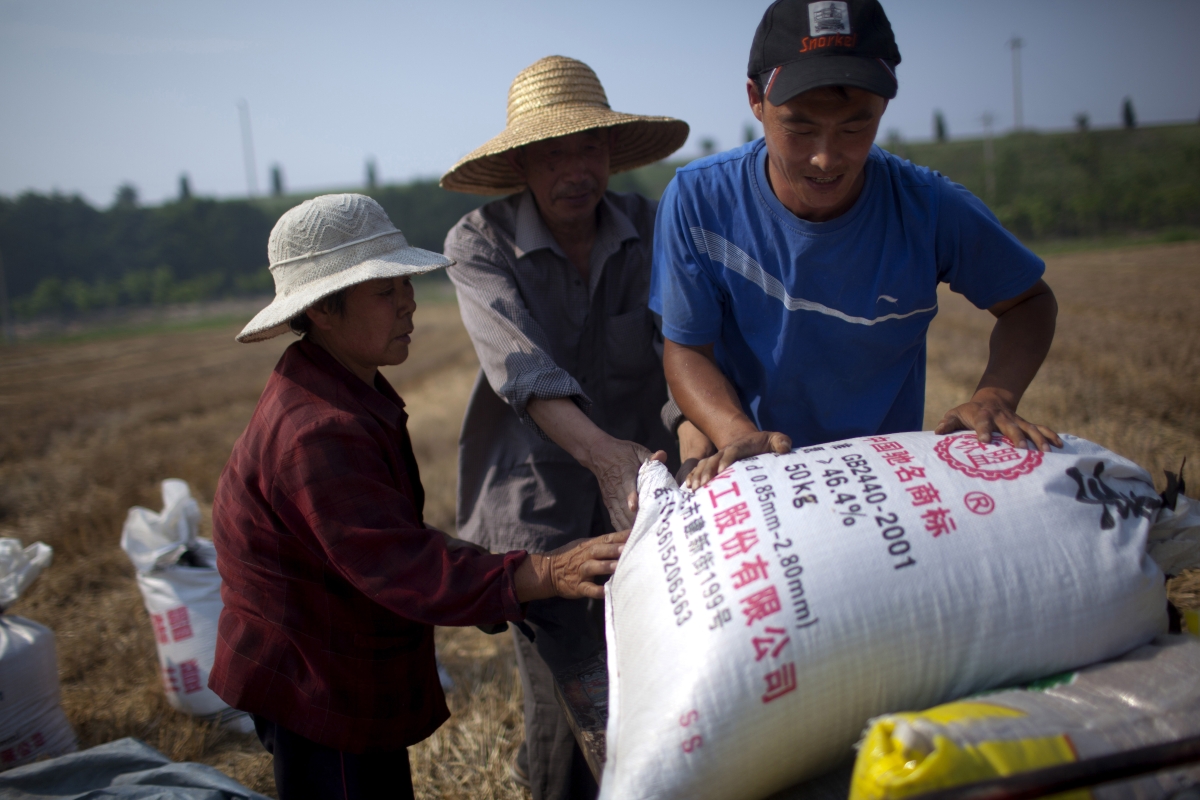 Chinese Farmers Harvest Wheat