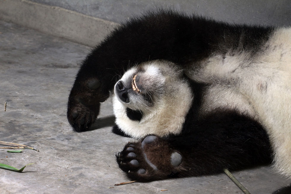 A sleeping giant panda at the Giant Panda Breeding Centre in Chengdu, China in 2011. (Sean Gallagher)