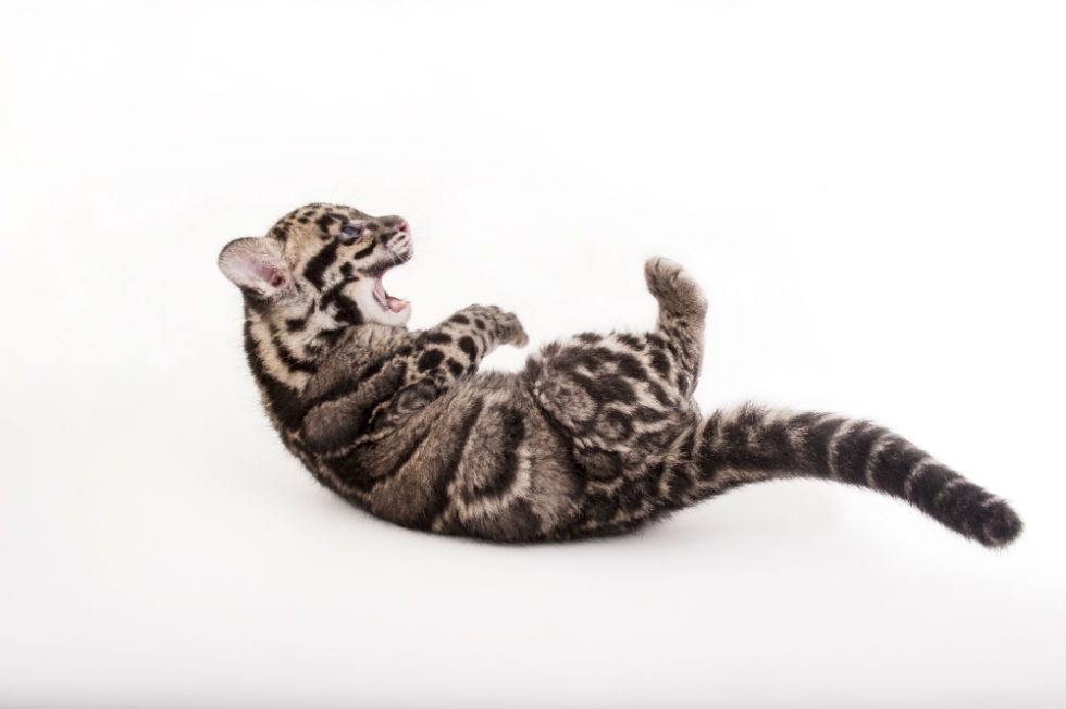 A nine-week-old clouded leopard (Neofelis nebulosa) at the Columbus Zoo. (Joel Sartore Photography)