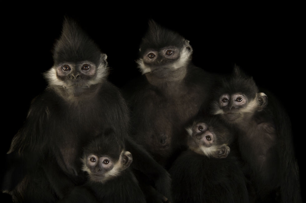 Francois langurs (Trachypithecus francoisi) at the Omaha Zoo. These monkeys are good jumpers. When they're born, they're bright orange for the first three or four months. They're also good at "aunting," meaning various females care for others' babies. (Joel Sartore Photography)