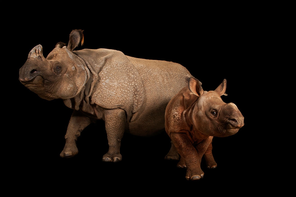 An endangered Indian rhinoceros female with calf (Rhinoceros unicornis) at the Fort Worth Zoo. (Joel Sartore Photography)