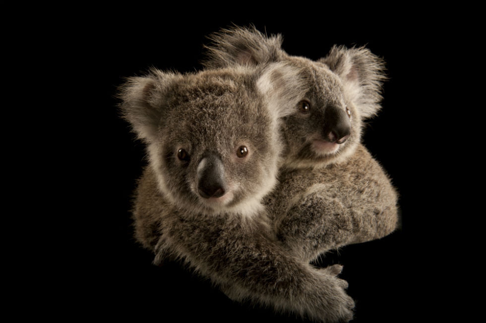 Two koala joeys cling to each other, waiting to be placed with human caregivers. once they're old enough, they'll be released into the wild. (Joel Sartore Photography)