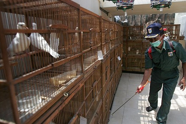 An Agriculture Ministry worker sprays disinfectant at cages at a bird farm in Jakarta, Indonesia, Monday, Sept. 26, 2005. (quiplash/flickr)