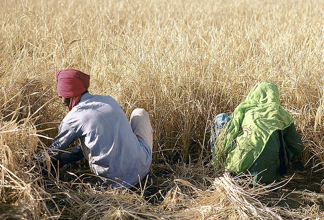 Harvesting grain, India. (Ray Witlin/World Bank/Flickr)