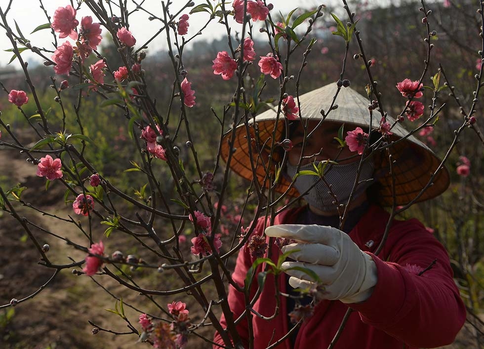 A farmer trims peach blossom branches, which symbolize strong vitality, love, and joy, and are used to decorate homes in Northern Vietnam during Tet, or Vietnamese New Year, on January 22, 2014 in Hanoi, Vietnam. (Hoang Dinh Nam/AFP/Getty Images)