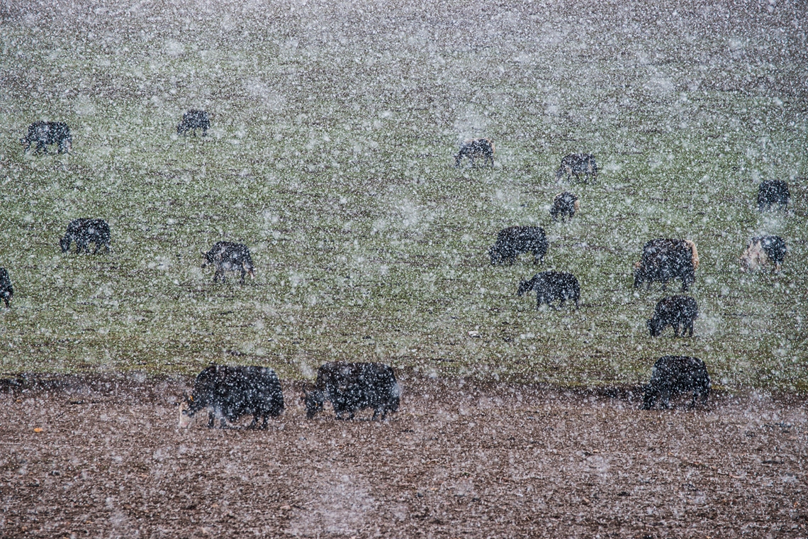 An early snowstorm veils a herd of yaks grazing along the Yalong River. (Michael Yamashita)