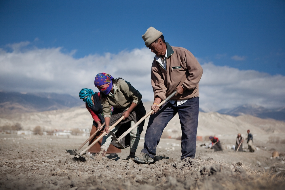A group of Loba men gather in the fields outside of Lo Manthang during the planting season. (Taylor Weidman)