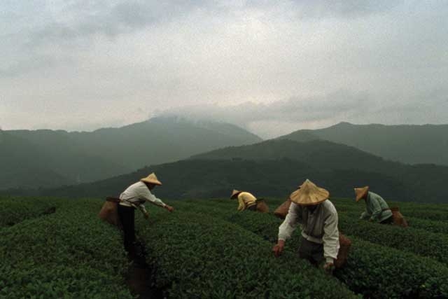 The Meaning of Tea follows the tea-drinking traditions of eight nations. (Tea Dragon Films)