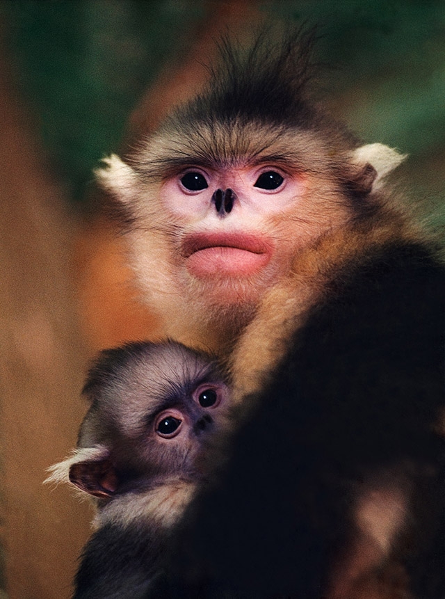 A young mother snub-nosed monkey and her baby. (Xi Zhinong)