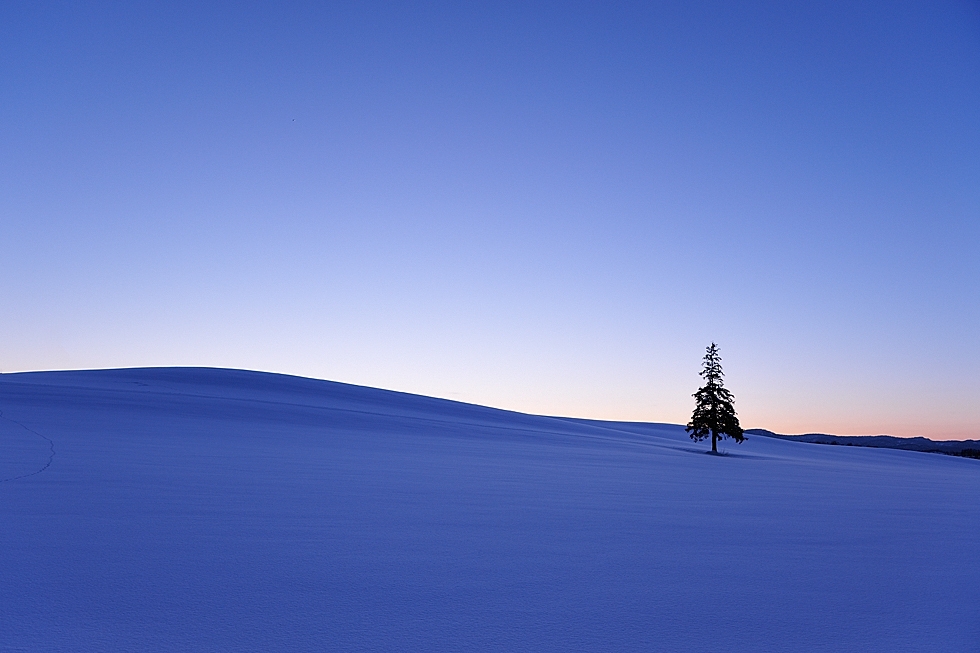 "One Tree in Blue Moment." (Kent Shiraishi)