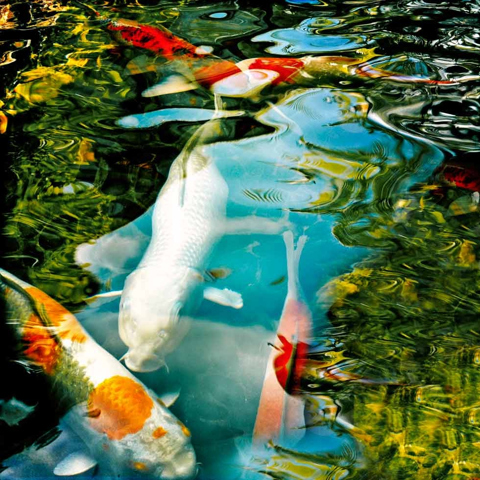 A fishpond in Tai Tam. (Palani Mohan) 