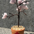 Chenile Bloom