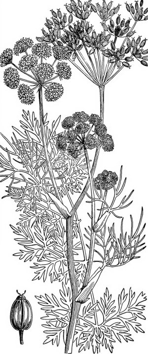Line drawing of the ajwain plant