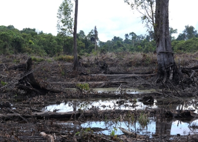 This photograph taken during a media trip organized by Sinar Mas on August 2, 2010 show a clearing burned by farmers according to area personnel near a peat land area at the vast palm oil concession of PT SMART, the palm oil unit of Sinar Mas on Borneo island. (Romeo Gacad/AFP/Getty Images) 