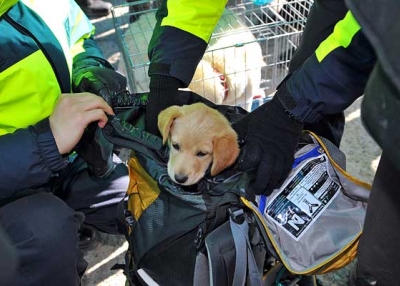 South Korean police check a puppy sitting in an animal lover's bag before departing Yeonpyeong Island on November 29, 2010, where animals were abandoned when residents were evacuated last week following North Korea's deadly bombardment.