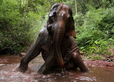 An elephant splashes around in the jungles of Laos on September 20, 2012. (worldsurfr/Flickr)