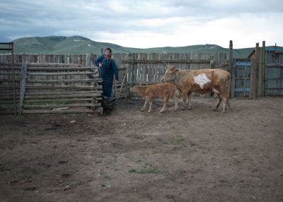 A village girl takes her cows out for their evening milking in Bayanchandmani, Mongolia on June 3, 2013. (mfcorwin/Flickr)