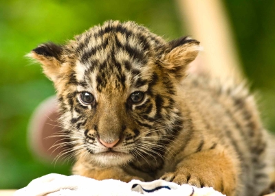 A tiger cub. (zeekwong Chan/flickr)