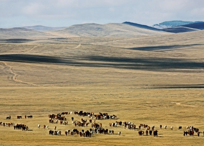 A group of animals graze on the endless plains of Mongolia on October 6, 2013. (Daniela Hartmann/Flickr)