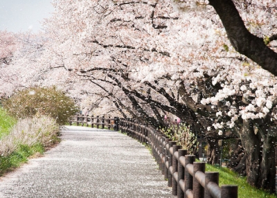 Cherry blossom petals fall like rain in Fussa, Japan on April 9, 2014. (Wunkai/Flickr)