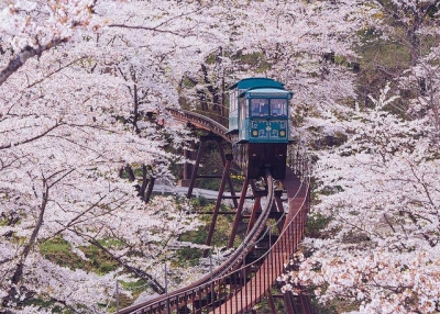 A slope car makes its way down a trail of cherry blossoms from the top of a hill in Funaoka Castle Ruin Park, Japan on April 17, 2014. (かがみ～/Flickr)