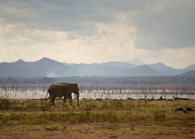 An elephant walks in solitude across grassy terrain in Sri Lanka on August 13, 2014. (kevin/Flickr)