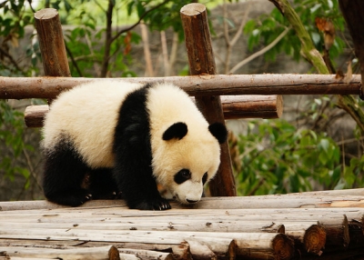 This giant panda, native to south central China, strolls through a park in Chengdu province, China on May 27, 2014.