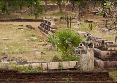 Two grey langurs sit together at an old ruin site in Anuradhapura, Sri Lanka on March 22, 2015. (pasosypedales.blogspot.com/Flickr)