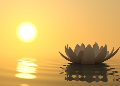Lotus floating by sunset