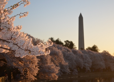 Cherry blossom in Washington, D.C.