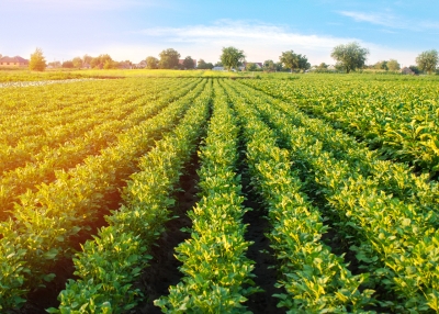 Potato fields