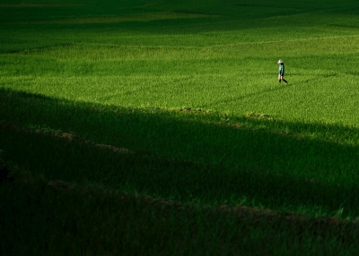 Person walking on rice paddy