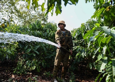 coffee plants Vietnam-AFP-SCMP