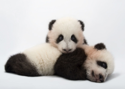Mei Lun and Mei Huan, the twin giant panda cubs (Ailuropoda melanoleuca) at Zoo Atlanta. (Joel Sartore Photography)