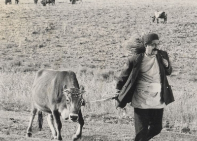 "The Cow" (1969).
