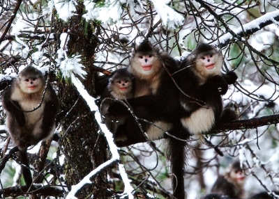 A small family of snub-nosed monkeys. (Xi Zhinong)