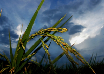 Rice stalks in Los Banos, Philippines. (IRRI Images/flickr)