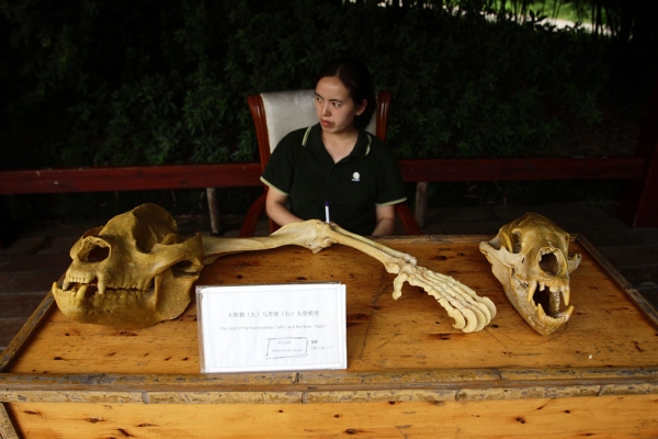 The skull of a giant panda (left) and bear (right), on display in Chengdu, China. (Sean Gallagher) 