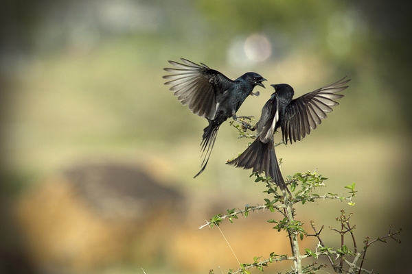 Two drongo birds go head to head in Tamil Nadu, India on January 6, 2012. (VinothChandar/Flickr)