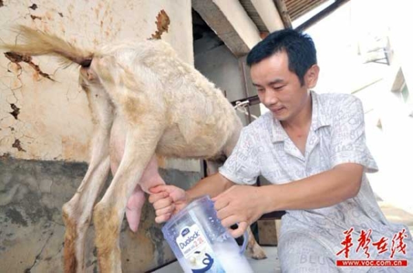 Changsha businessman Wei Xingyu milks a goat he raised himself, out of distrust of Chinese milk products. (VOC.com.cn)