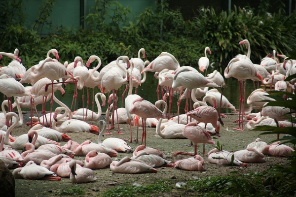 A stand of flamingos gather by the water in Singapore on September 14, 2012. (shinyai/Filckr)