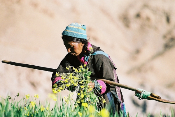 A woman tends to her land in Kashmir, India on October 5, 2012. (patrikmloeff/Flickr)