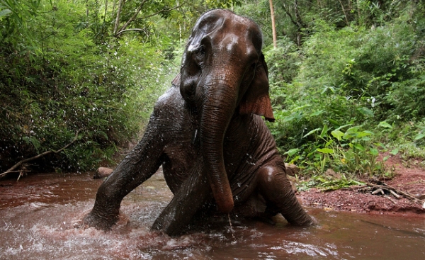 An elephant splashes around in the jungles of Laos on September 20, 2012. (worldsurfr/Flickr)